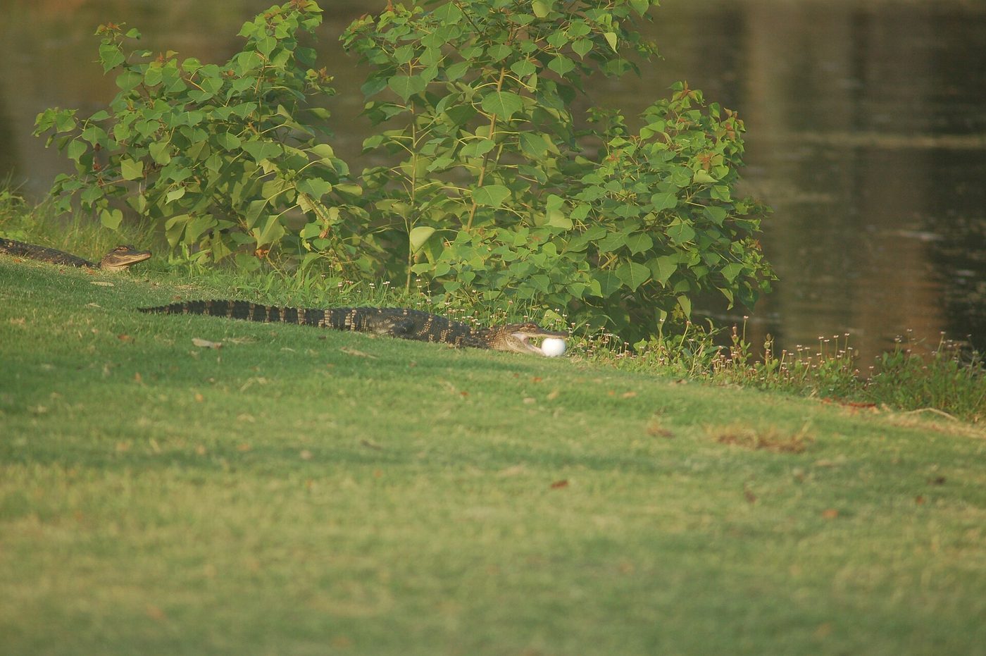 A young alligator holding a golf ball in its mouth beside a pond at Kiawah Island Golf Resort