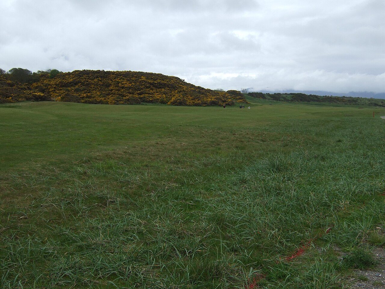Gorse in flower beside the links at Royal Dornoch in the Scottish Highlands