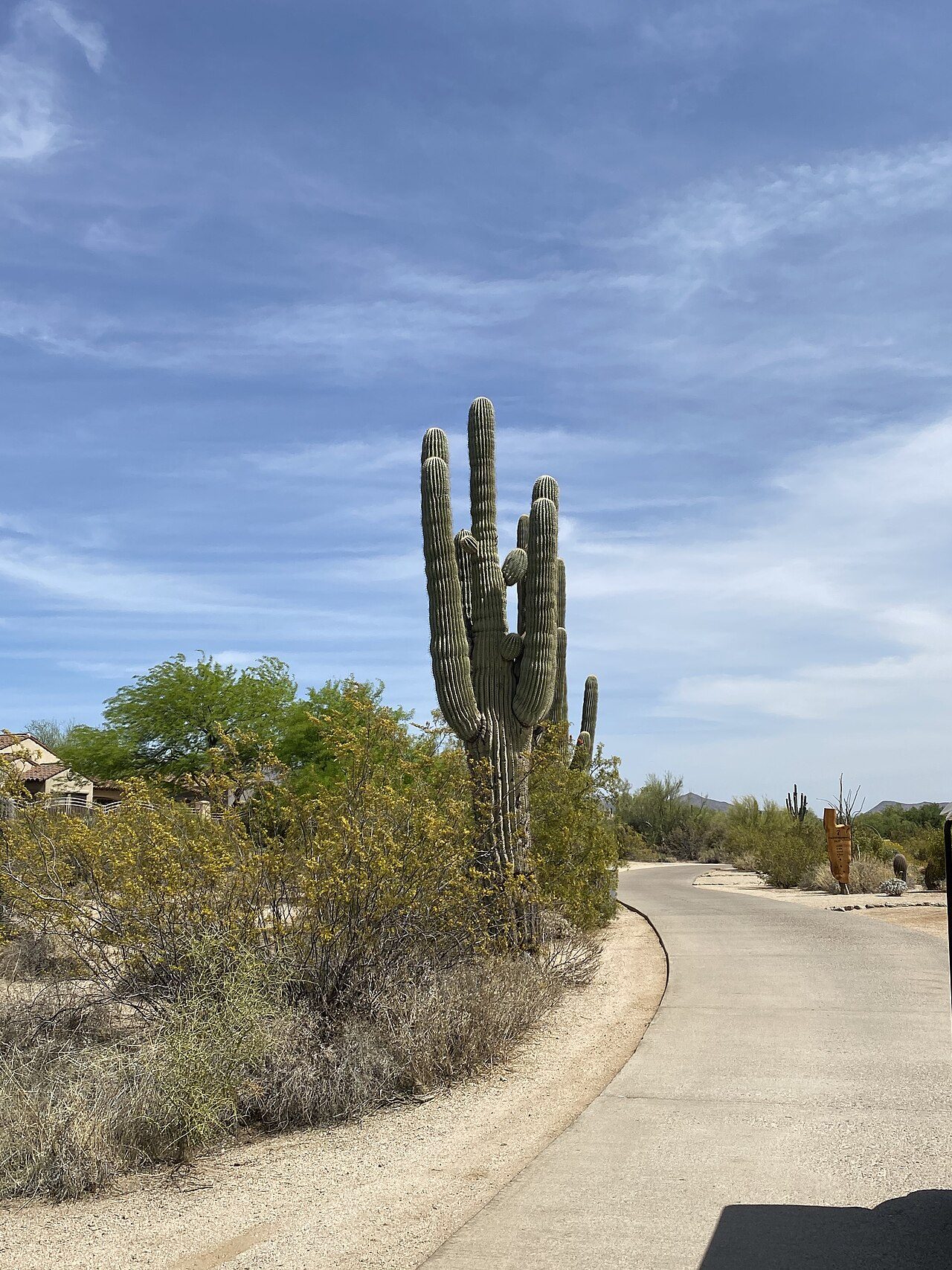 A tall saguaro cactus beside a curving concrete cart path through desert scrub in Arizona