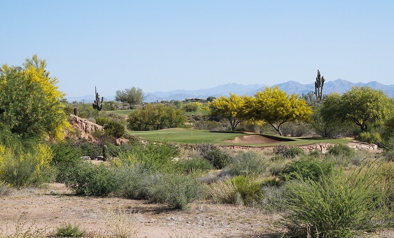Flowering palo verde trees and saguaros around the 3rd green on We-Ko-Pa's Cholla course