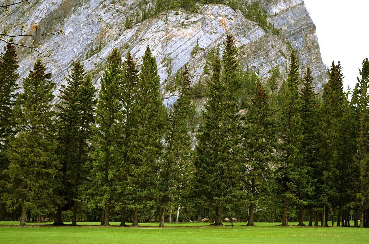 Tall conifers below a limestone cliff beside a fairway on the Banff Springs golf course